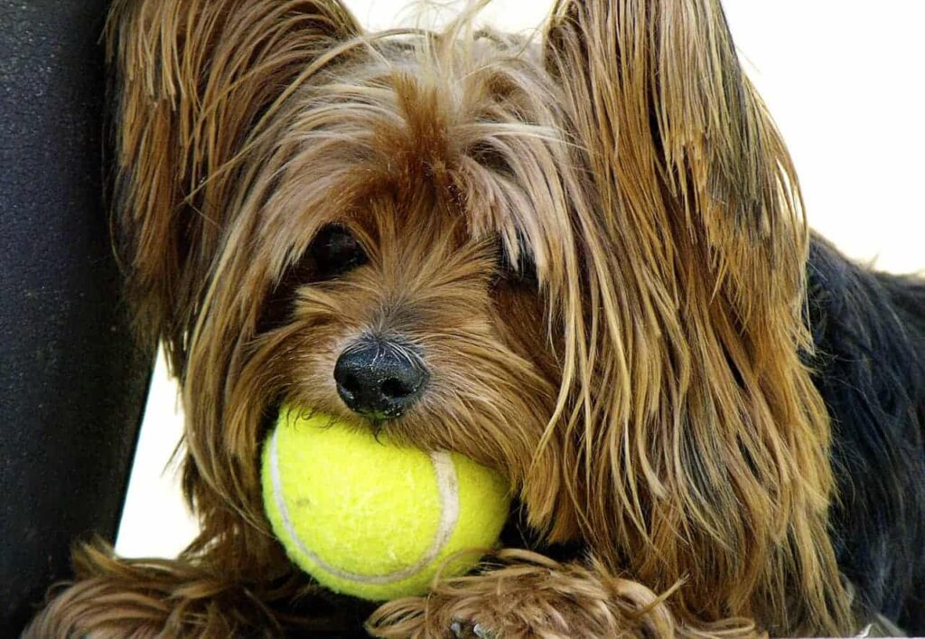 Dog and Tennis Ball - Laundry tips