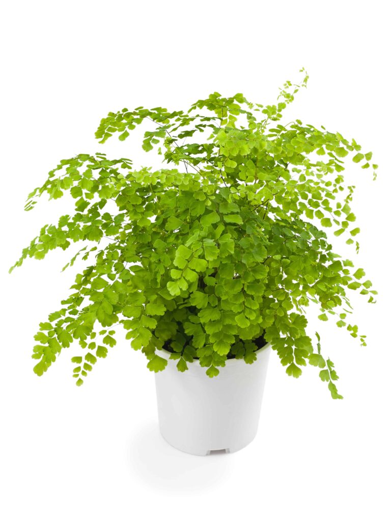 Maidenhair Fern - Low Light House Plant