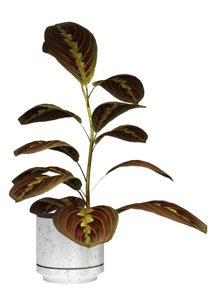 Red Prayer Plant
