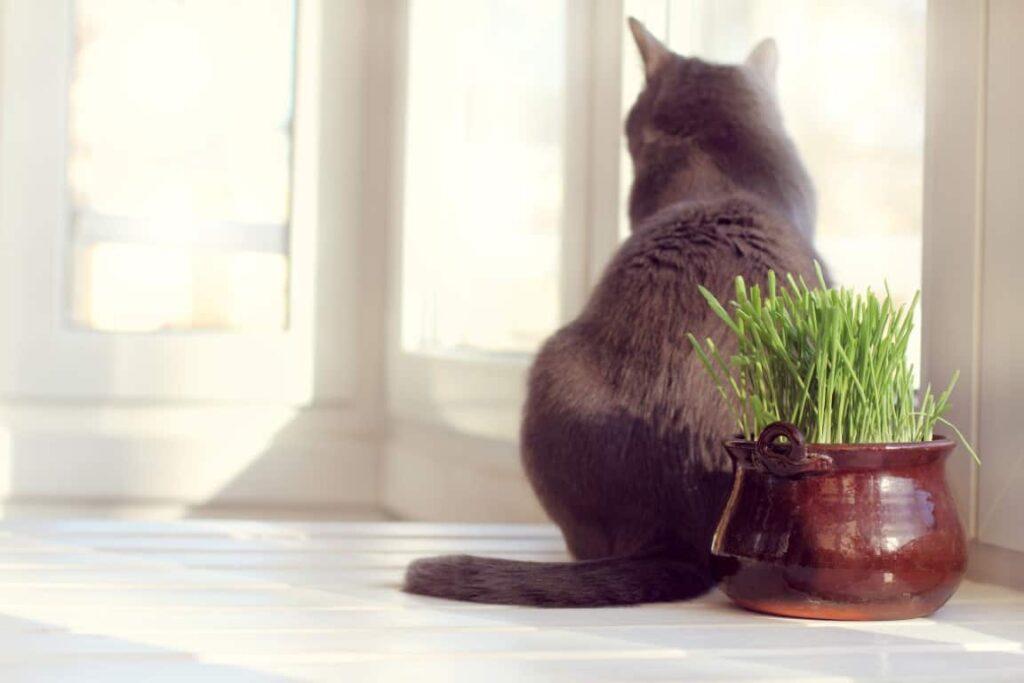 Cat safe plants