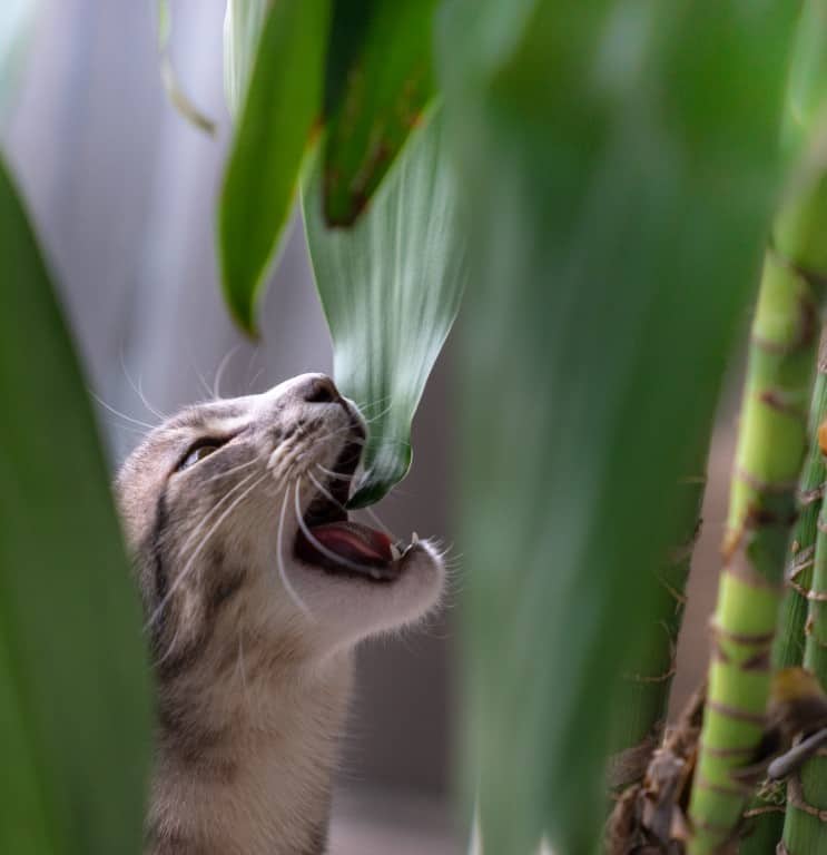 Cat safe plants