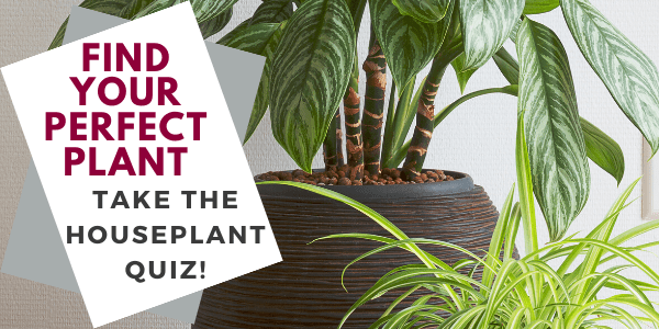 Find Your Perfect Plant. Take the Houseplant Quiz!