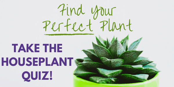 Find Your Perfect Plant. Take the Houseplant Quiz!