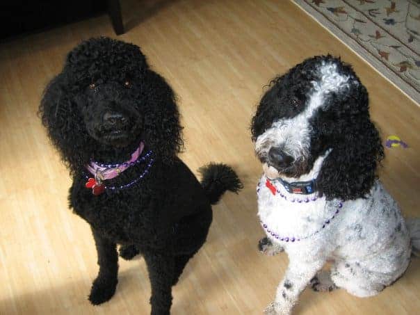 Standard poodles are non-shedding dogs.