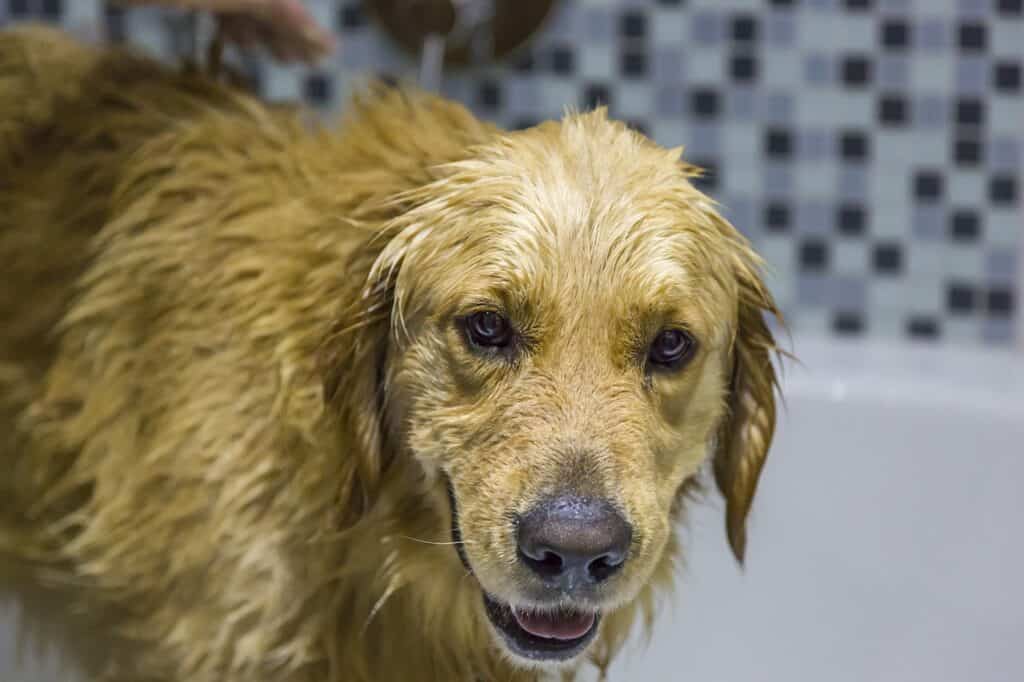 Wash your dog to prevent dog hair everywhere.