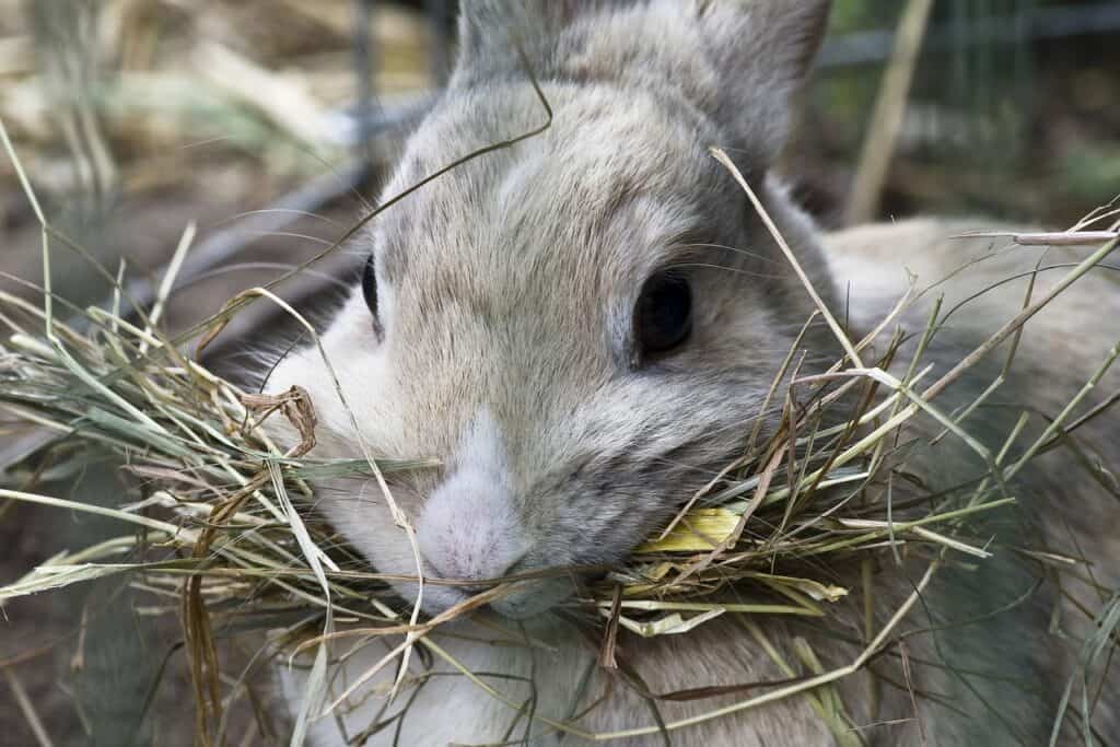 Pet rabbits need a varied diet including access to fresh hay all the time.