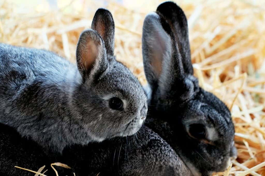 Rabbits should be kept inside as outside conditions aren't normally suitable.