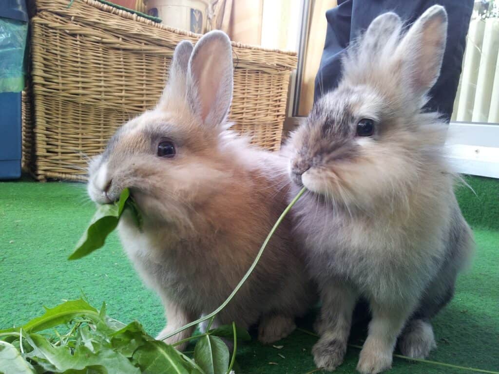 House rabbits are better kept in pairs or small groups