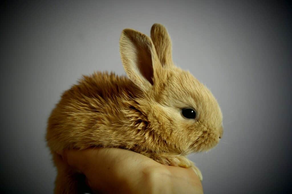 Pet rabbits can live for 10-15 years