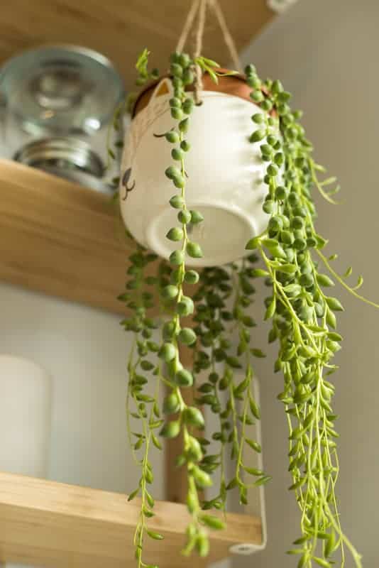 String of Pearls is a popular trailing succulent plant