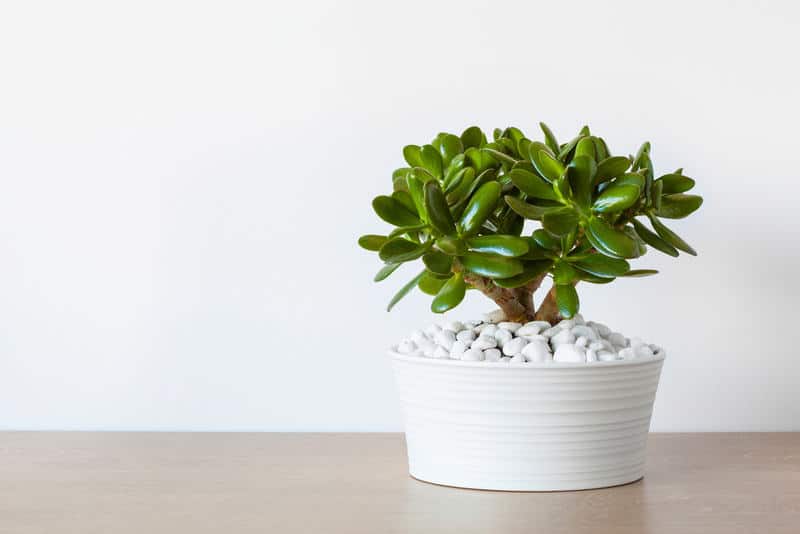 Jade plant is an easy to care for houseplant