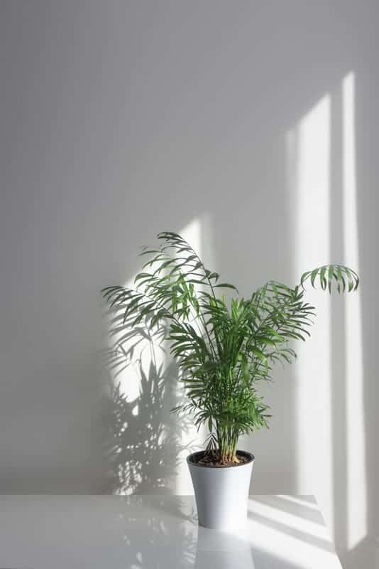 Areca palm growing indoors as a large potted plant