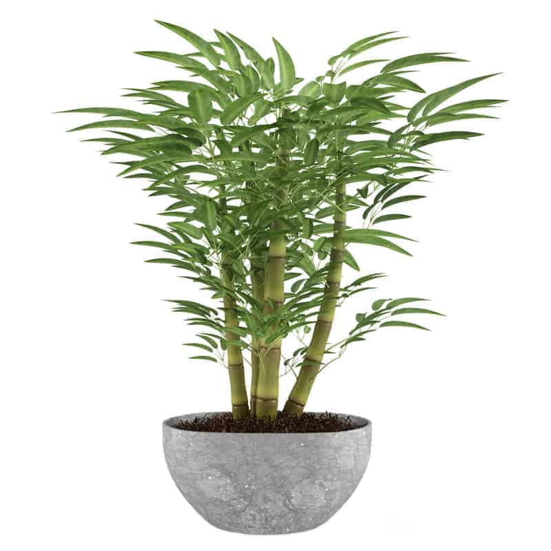 Bamboo indoor plant