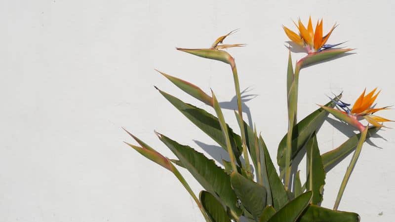 Giant bird of paradise make a good large potted plant inside