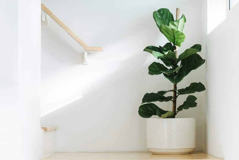 Fiddle Leaf Fig - Large potted houseplant