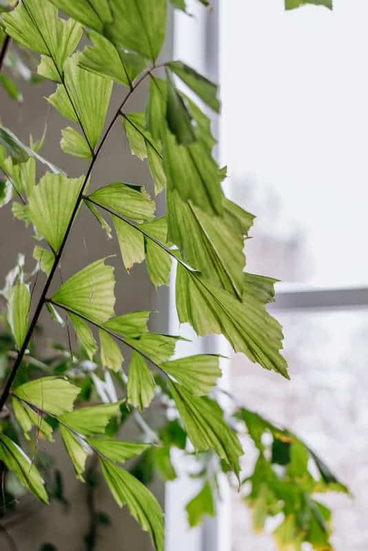 Fishtail palm indoors