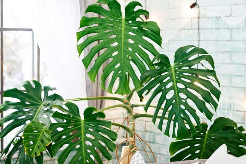 Swiss Chess Plant or Monstera as an large houseplant