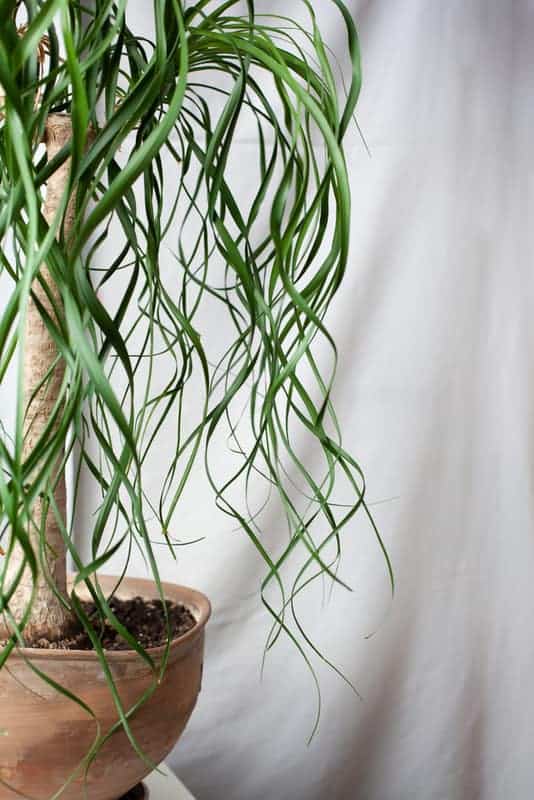 Ponytail palm as an indoor plant