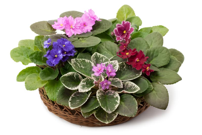 African Violets