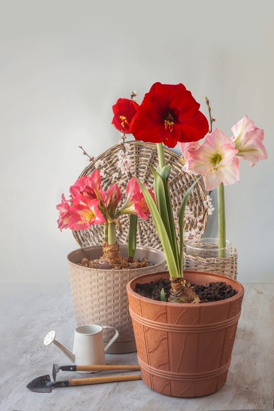 Amaryllis plants