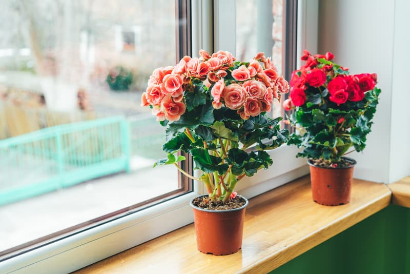 Begonias in the winter