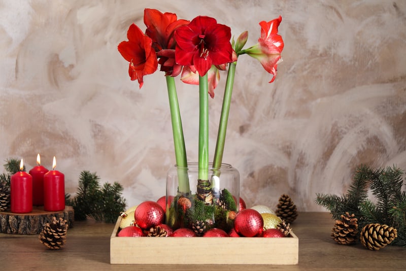 Amaryllis Winter indoor plant