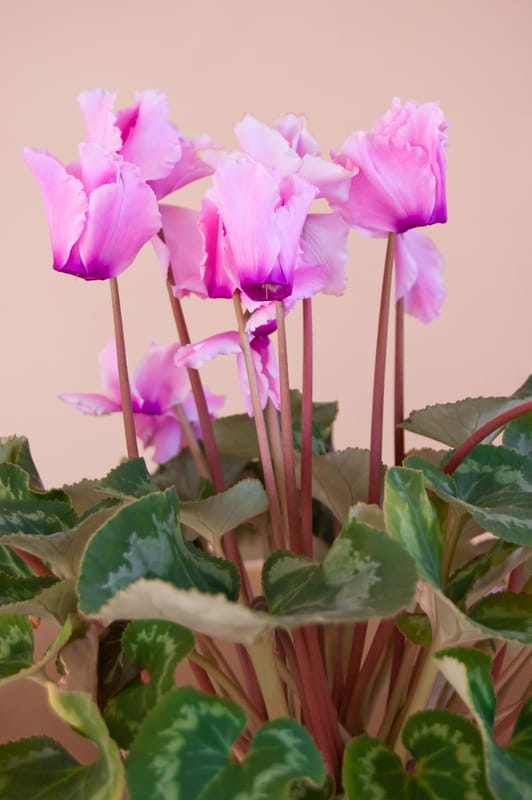 Cyclamen houseplant in winter