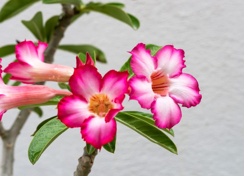 Desert rose flower