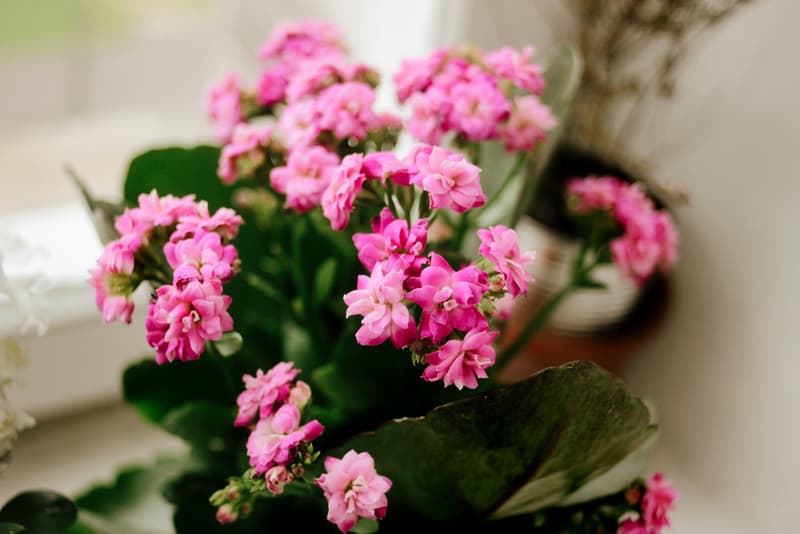 Pink Kalanchoe winter houseplant