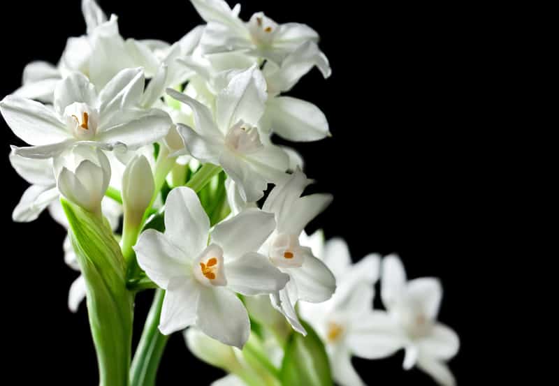 Paperwhites