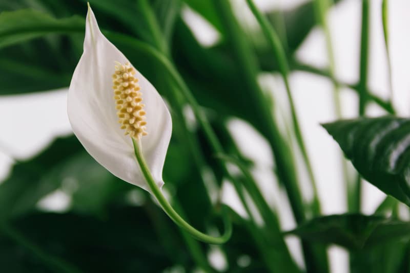 Peace Lily Houseplant