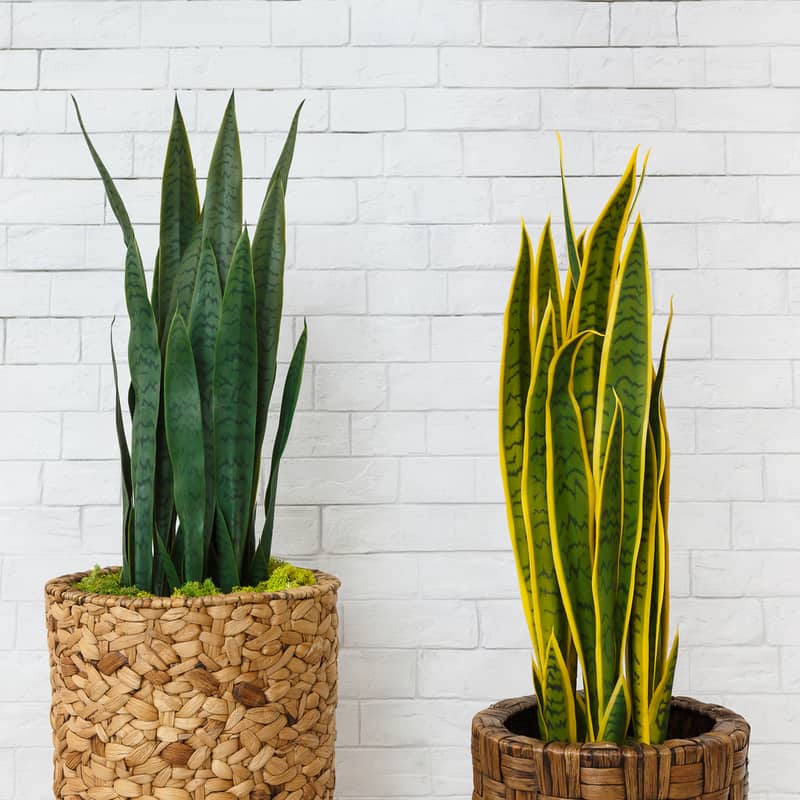 Snake Plant - easy beginner indoor winter plant