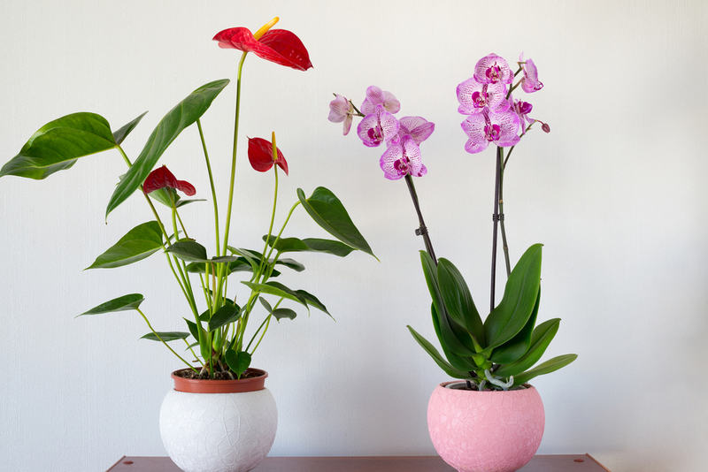 Anthurium and Moth Orchid - Indoor Winter Plants