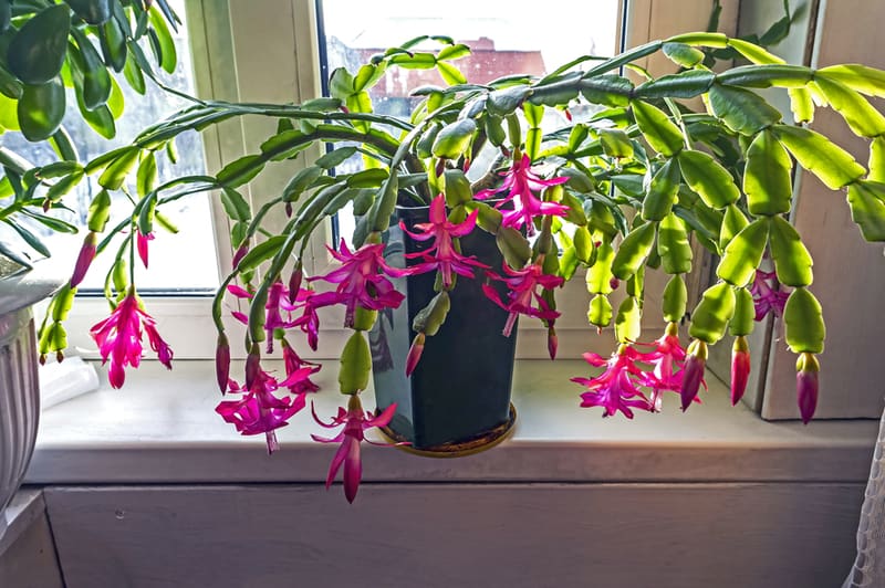 Christmas Cactus