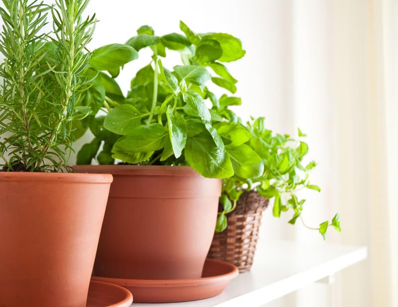 Rosemary, basil and mint indoor herbs