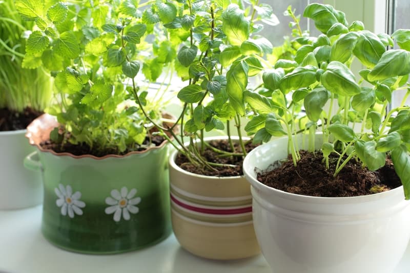 selection of herbs growing in pots indoors