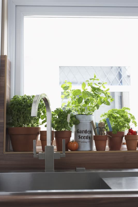 herbs growing in pots indoors