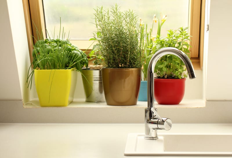 growing indoor herbs on a kitchen window sill