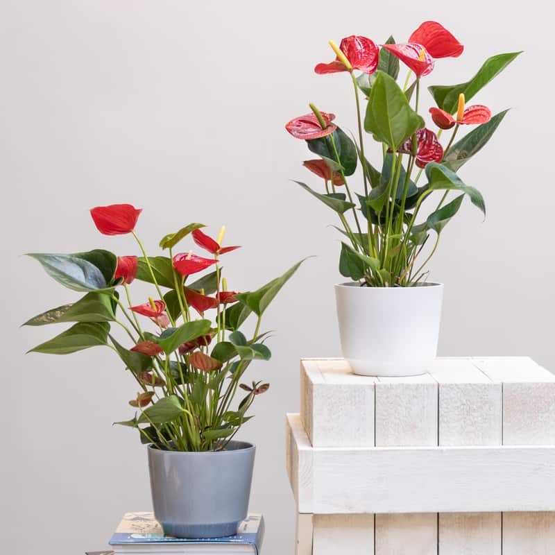 Two anthurium in pots. Perfect indoor winter plants