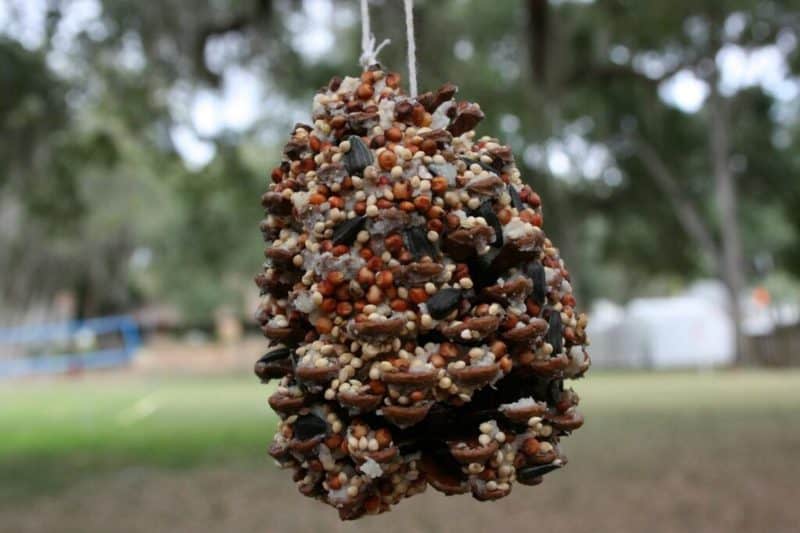 pinecone bird feeder